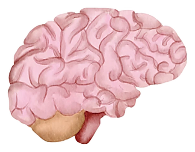 Watercolour illustration of a human brain in soft pink and cream tones, shown in profile.