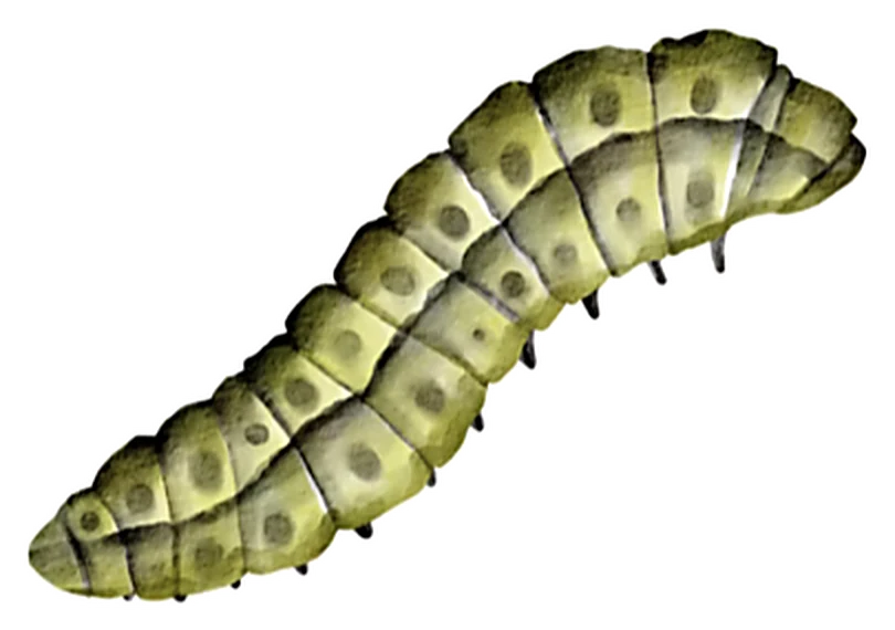 Watercolour illustration of a green and yellow caterpillar.